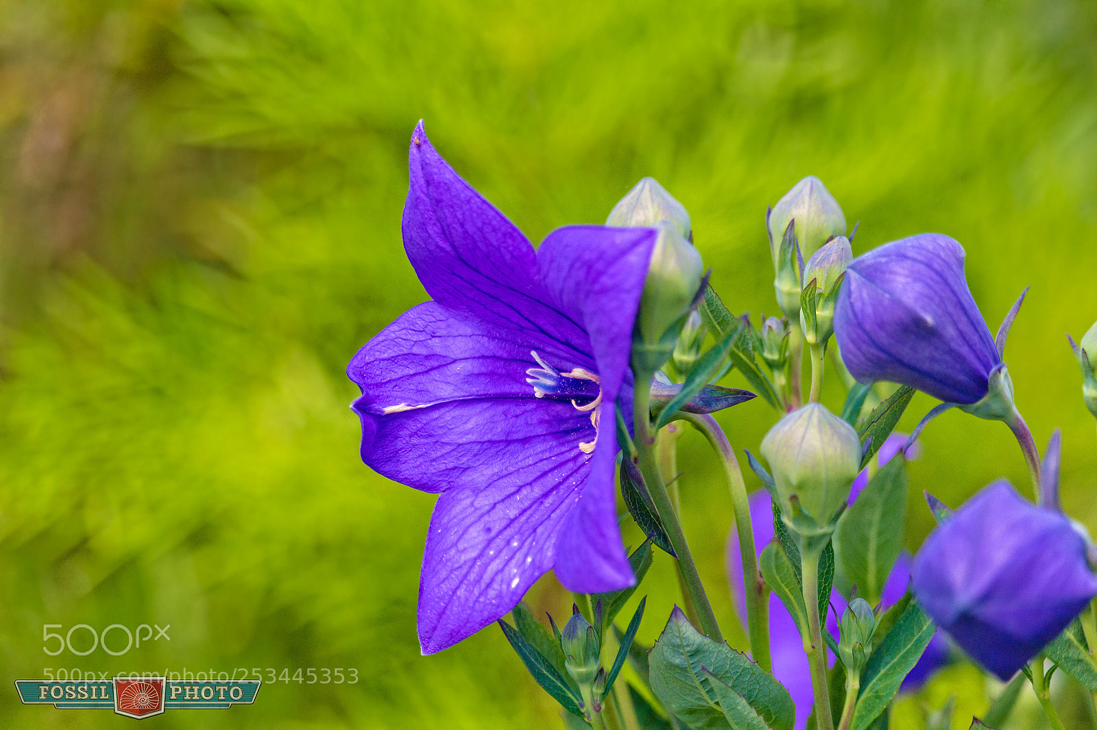 Canon EOS 700D (EOS Rebel T5i / EOS Kiss X7i) sample photo. Purple and green photography