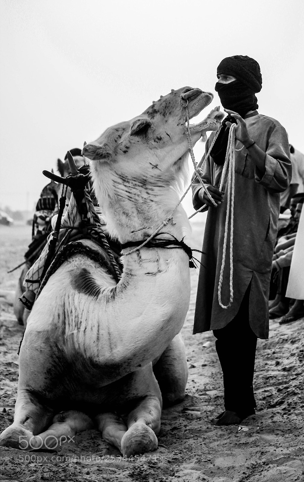Canon EOS 550D (EOS Rebel T2i / EOS Kiss X4) sample photo. Camel race photography