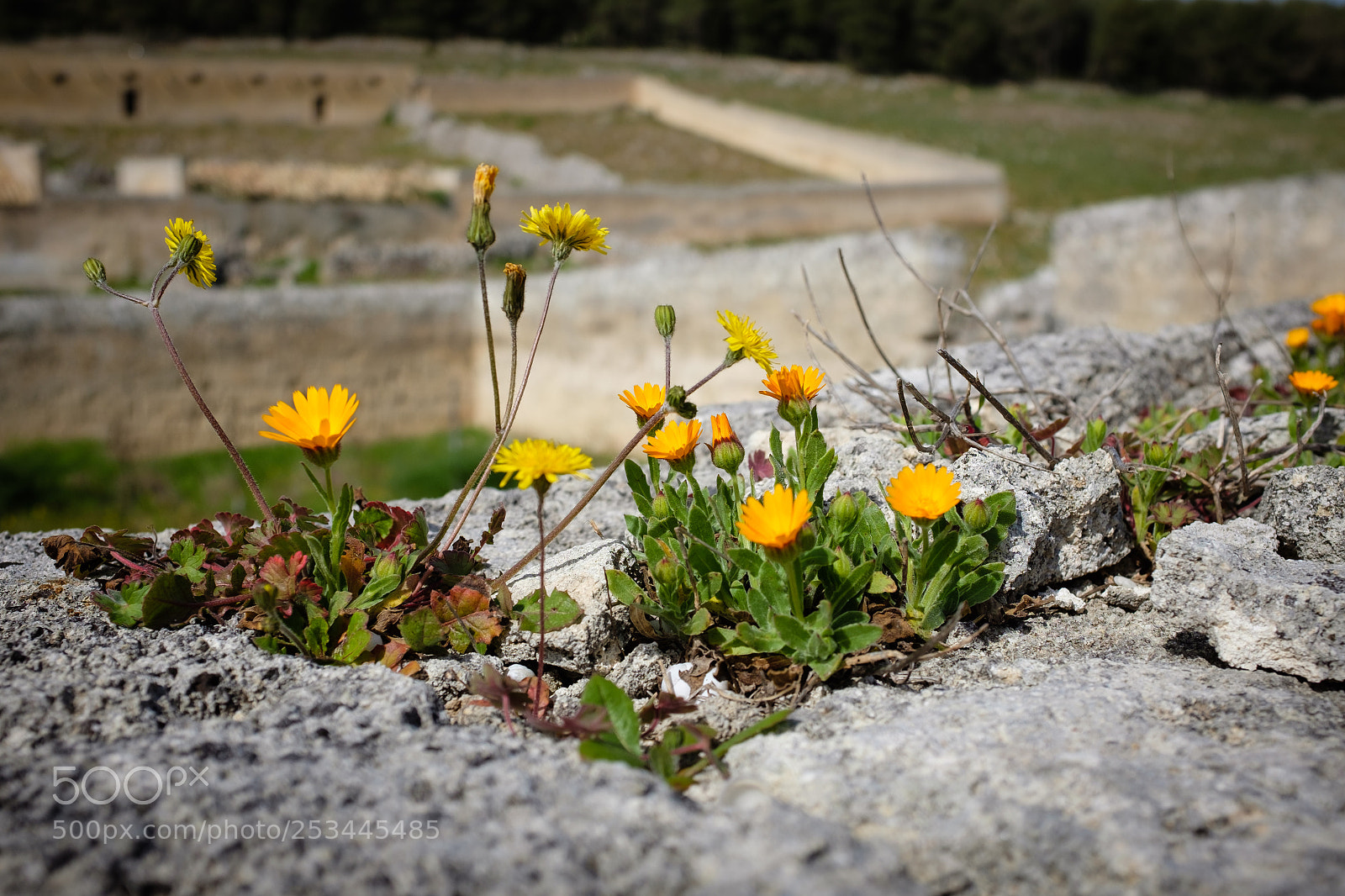 Fujifilm X100S sample photo. Wild flowers with an photography