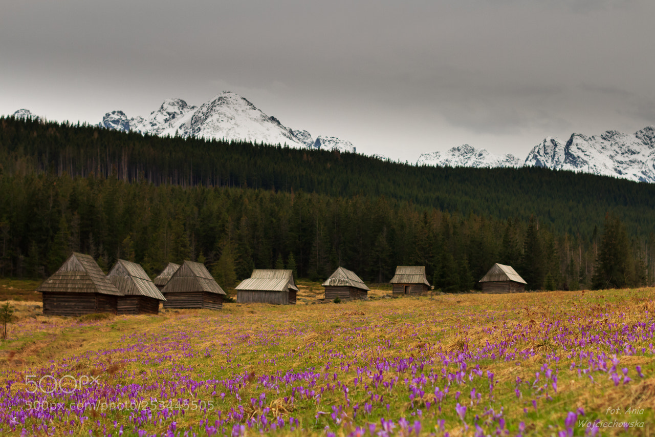 Canon EOS 600D (Rebel EOS T3i / EOS Kiss X5) sample photo. Crocuses in the tatra photography