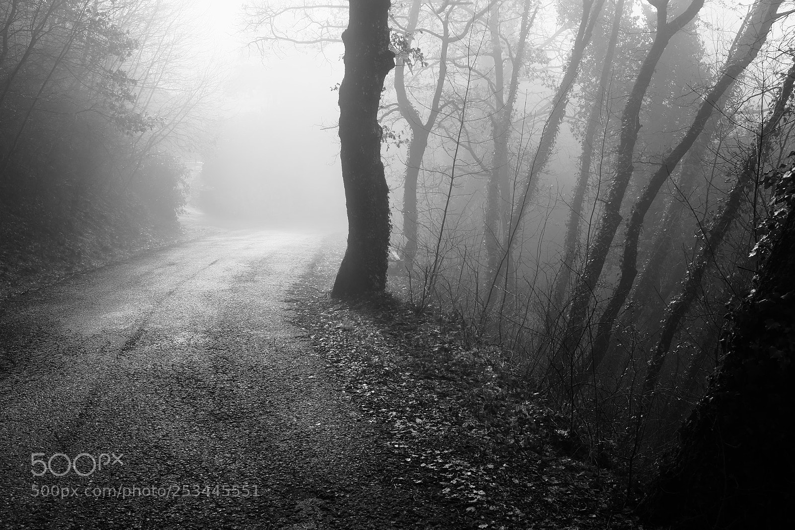 Fujifilm X100T sample photo. In the forest photography