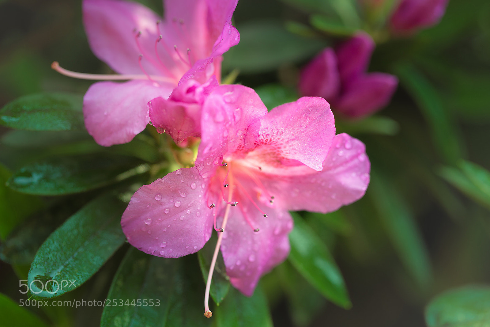 Canon EOS 5D Mark IV sample photo. Rhododendron pulchrum sweet_01 photography