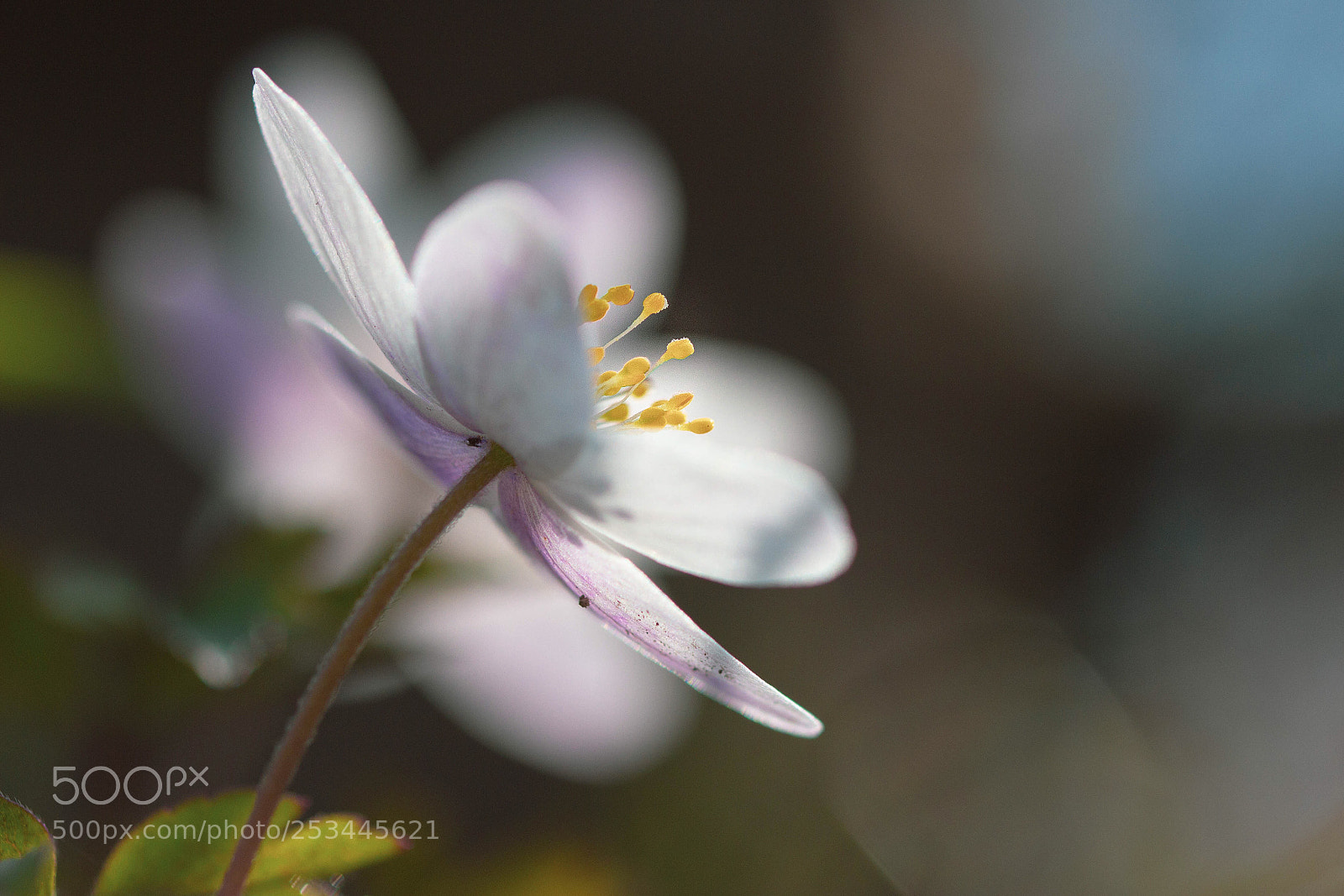 Canon EOS 600D (Rebel EOS T3i / EOS Kiss X5) sample photo. Reaching for light photography