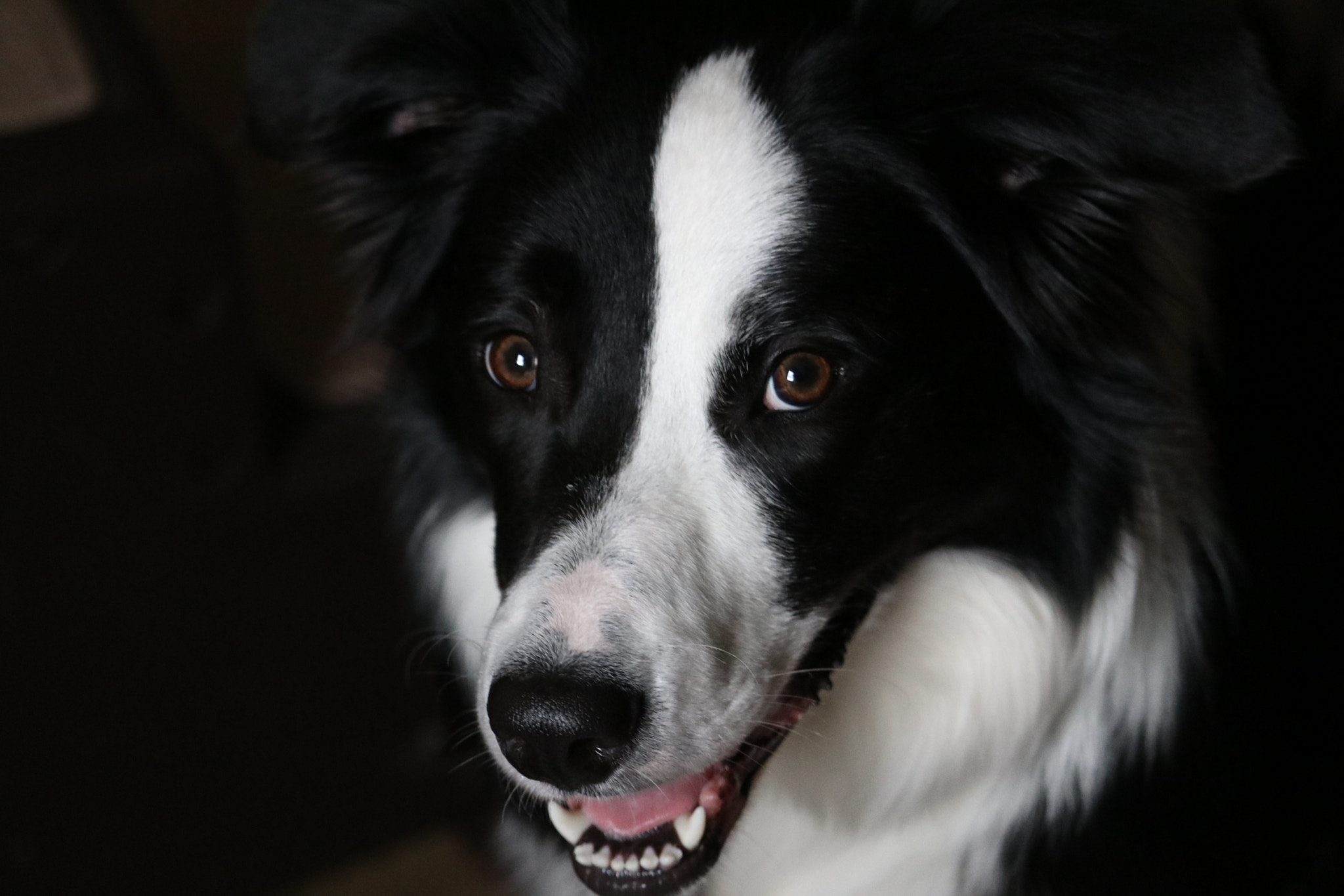 Canon EF-S 55-250mm F4-5.6 IS STM sample photo. Sadie photography