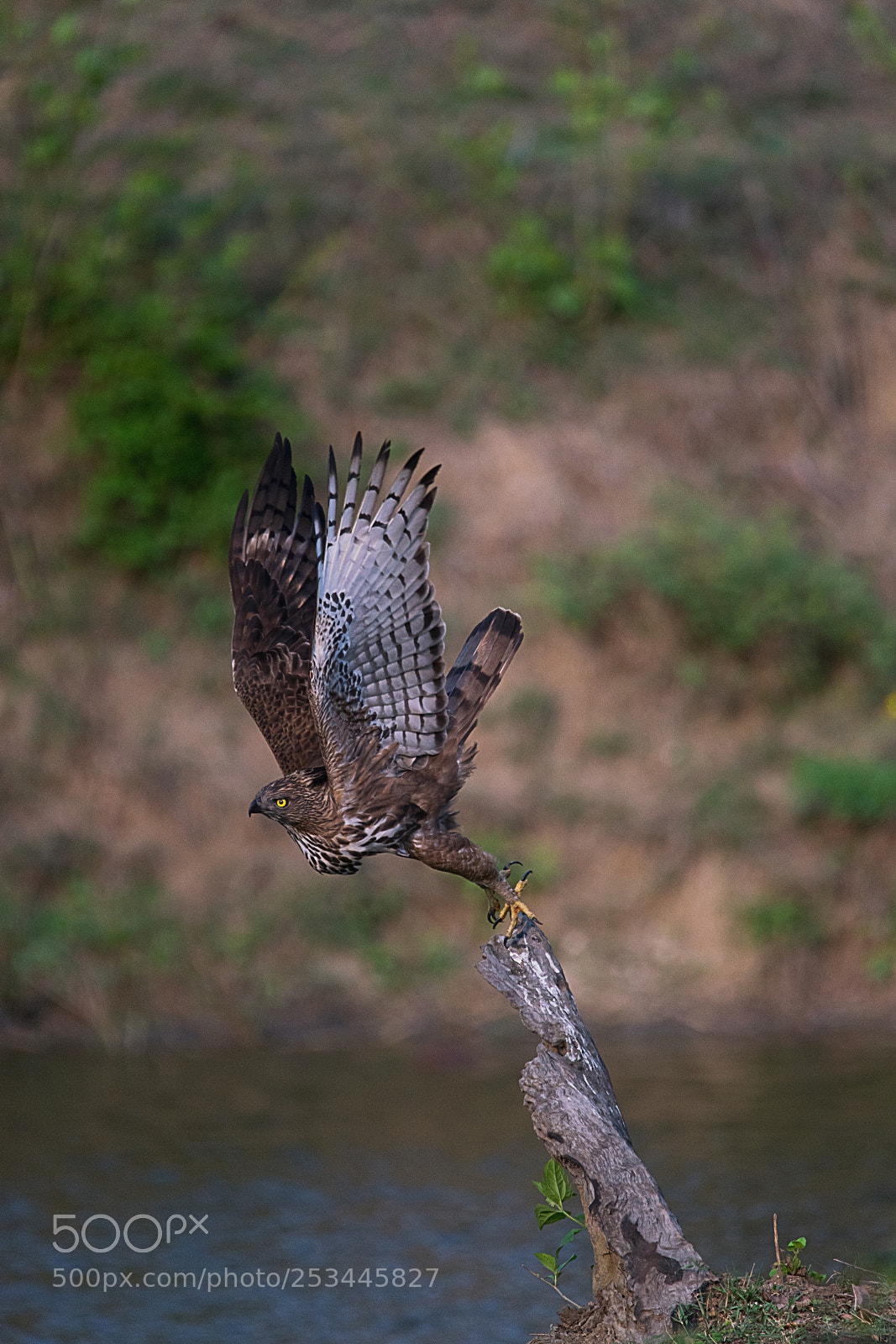 Sony a99 II sample photo. Take off crested hawk photography