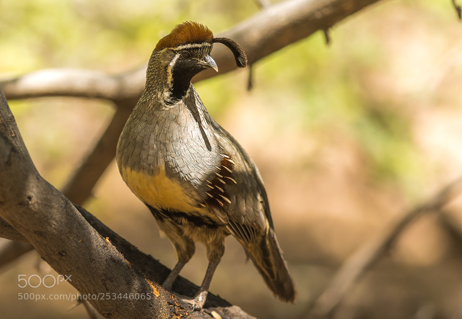 Nikon D500 sample photo. Gambel's quail photography