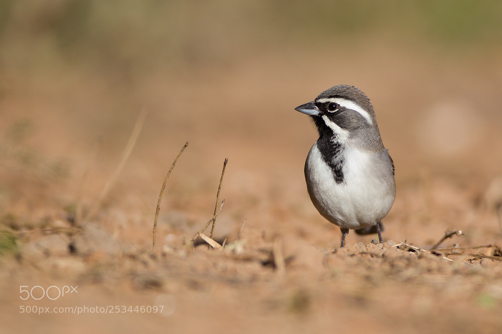 Canon EOS-1D Mark IV sample photo. Black-throated sparrow photography