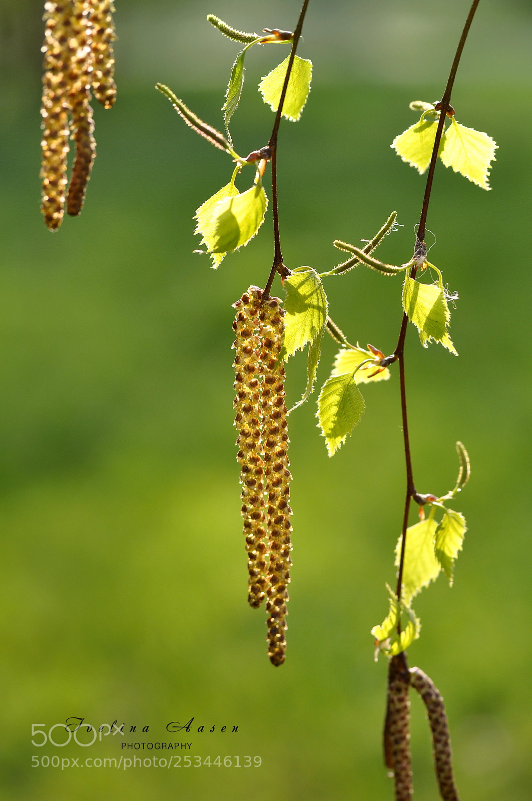 Nikon D90 sample photo. Spring, birch and sunshine photography