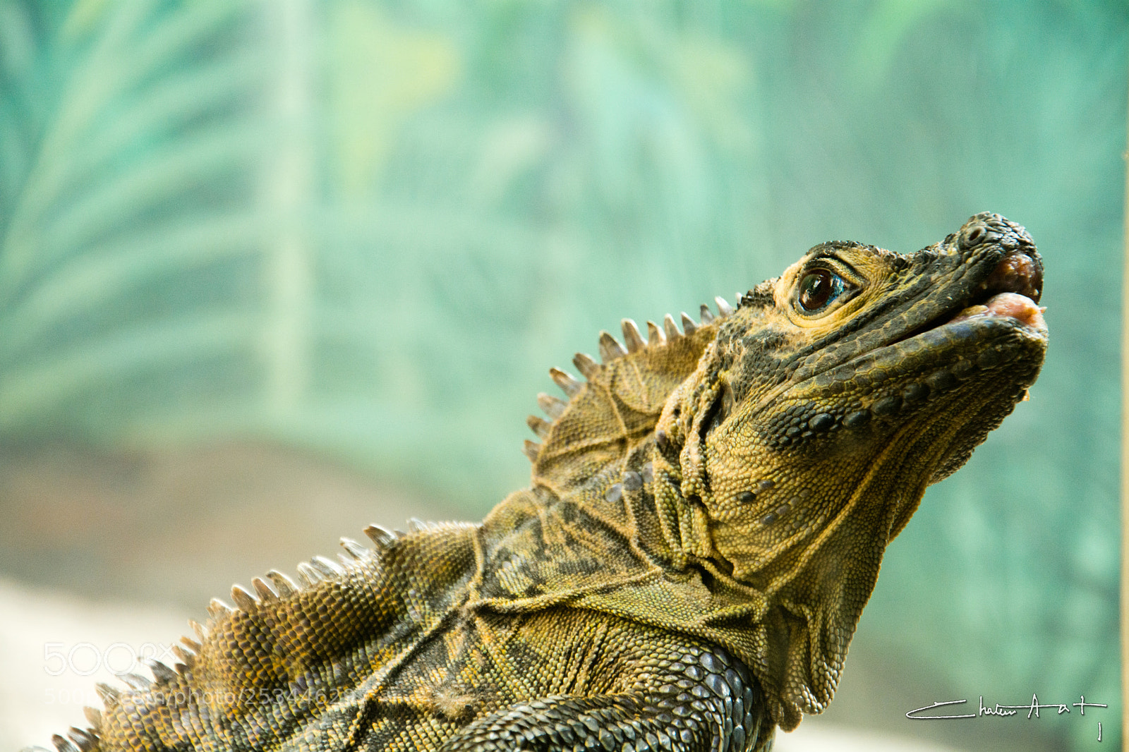 Nikon D7100 sample photo. Looking up photography