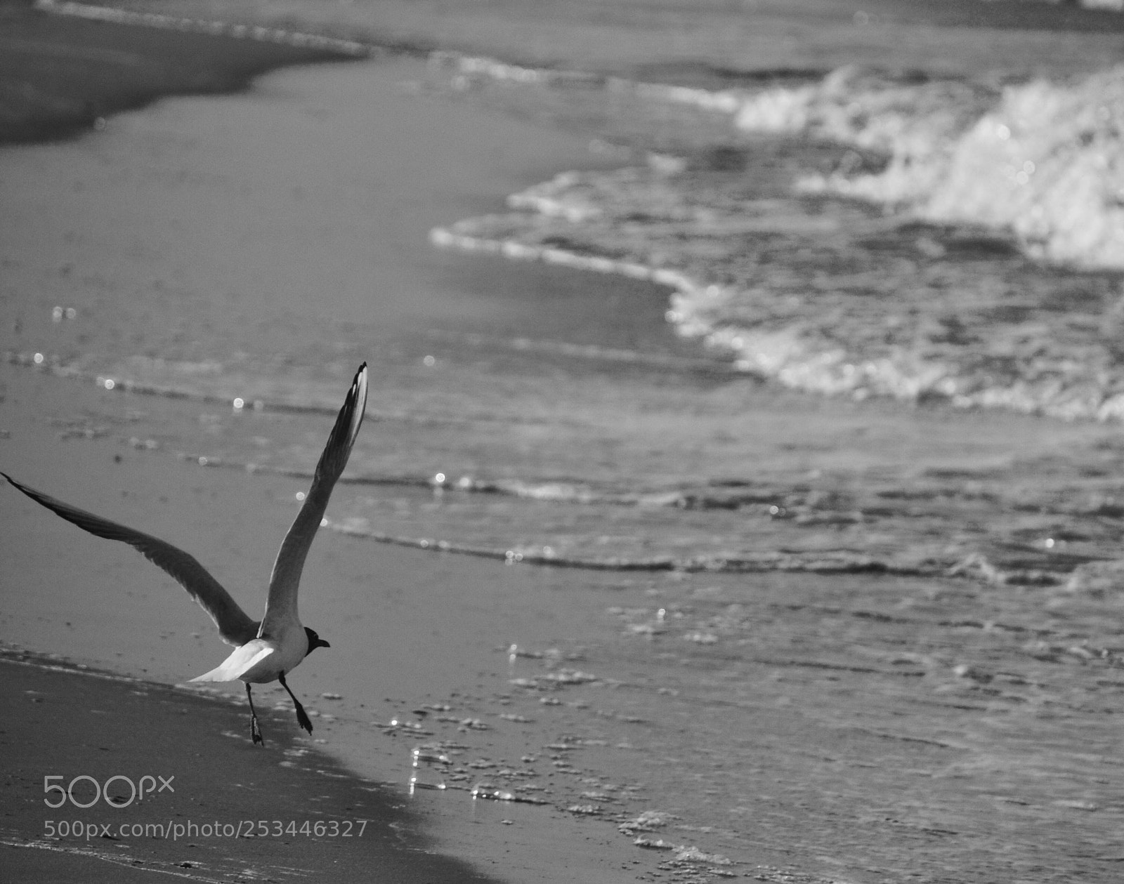 Nikon D3100 sample photo. Seagull photography