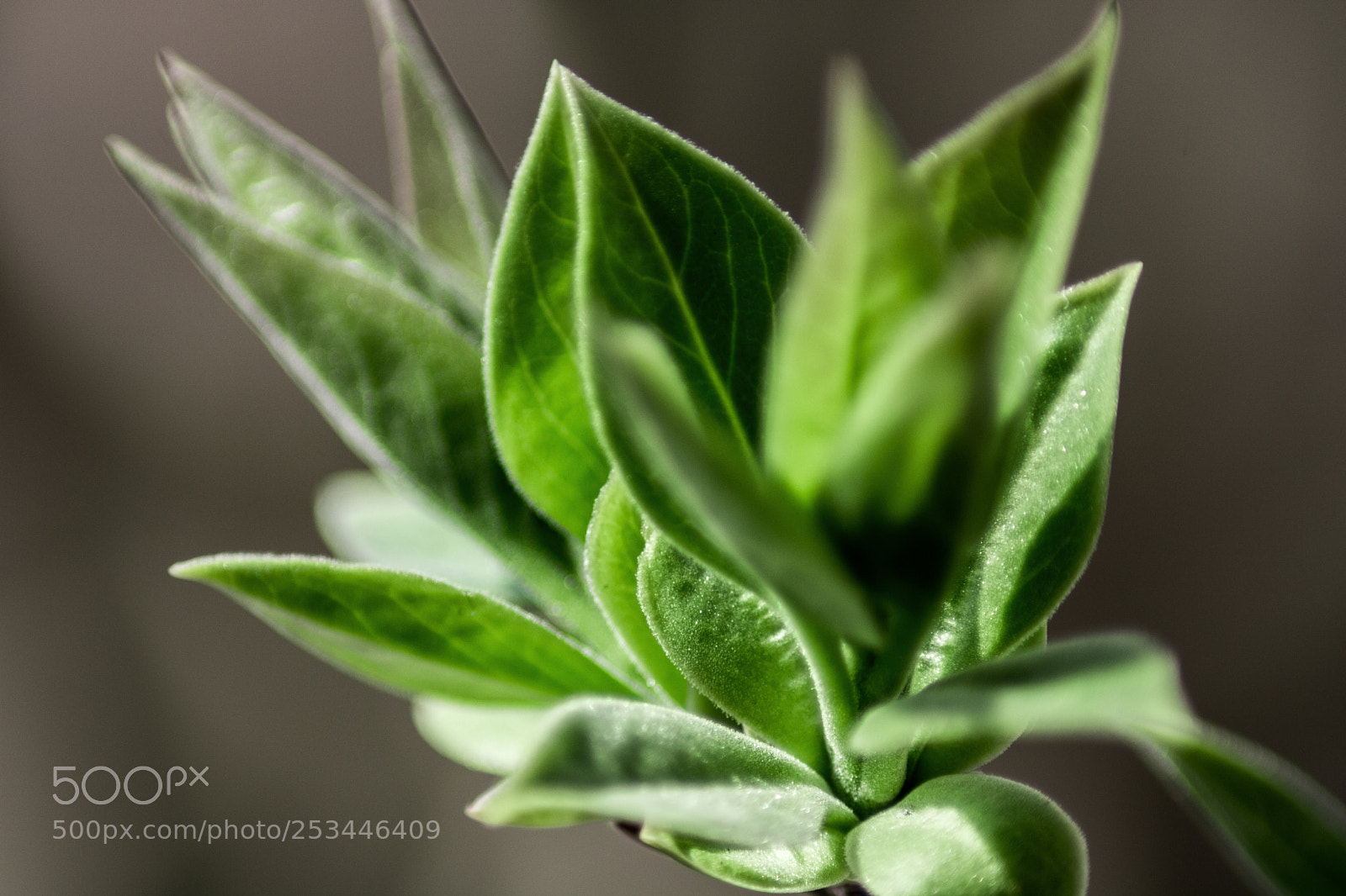 Canon EOS 750D (EOS Rebel T6i / EOS Kiss X8i) sample photo. New green life photography