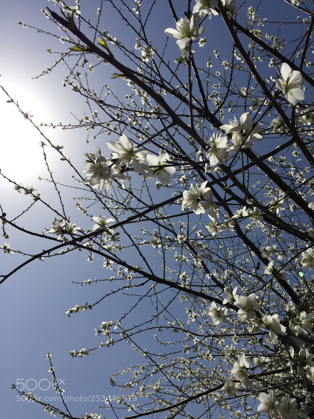 Apple iPhone 6 sample photo. Untitled photography