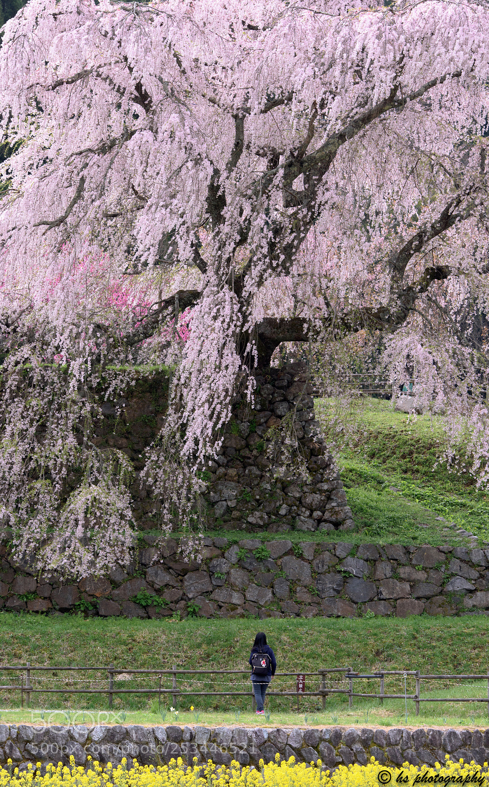 Nikon D810 sample photo. Under the ancient cherry photography
