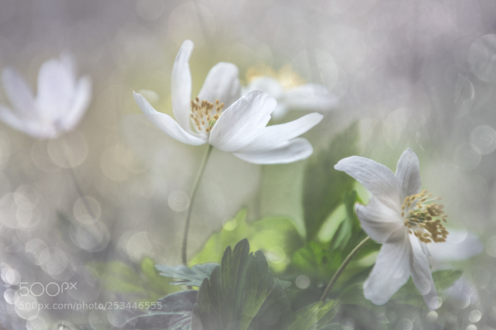 Nikon D5200 sample photo. New day ... new life ... photography