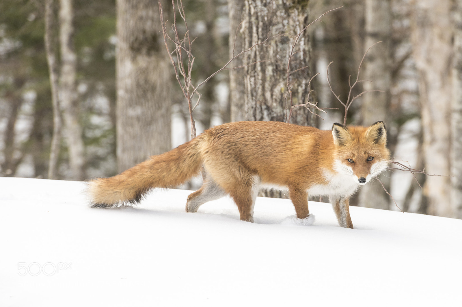Nikon D850 sample photo. Fox on the stroll photography
