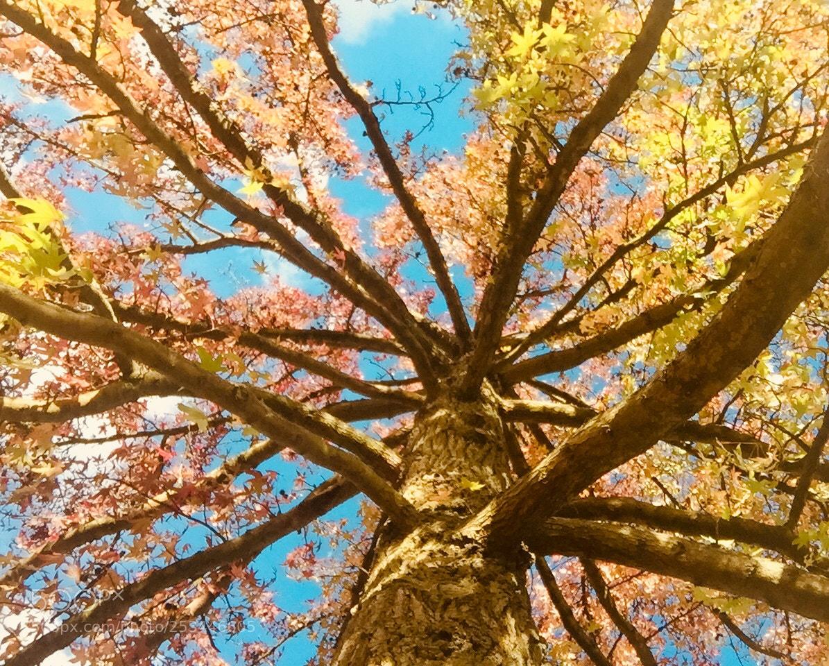 Apple iPhone 6 sample photo. Expansion of life photography