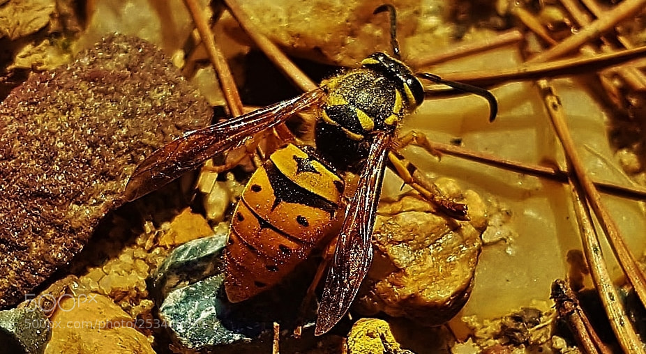 Samsung Galaxy S6 sample photo. Yellow jacket 2018 photography