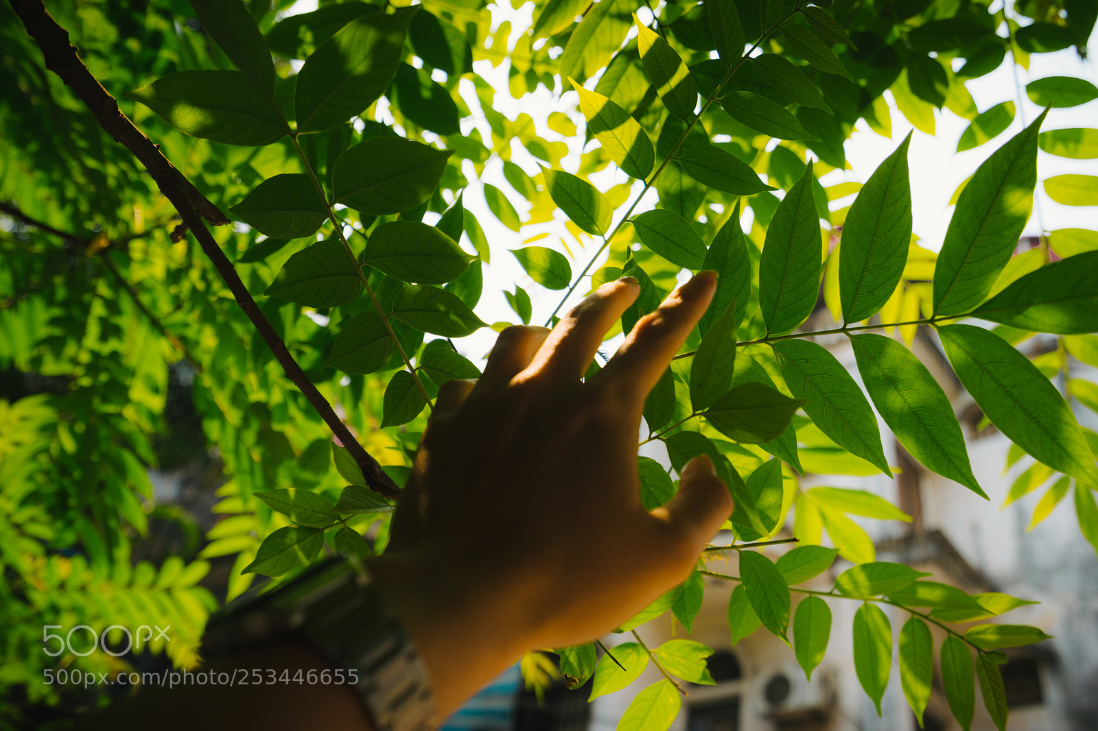 Sony a7 II sample photo. Touch summer photography