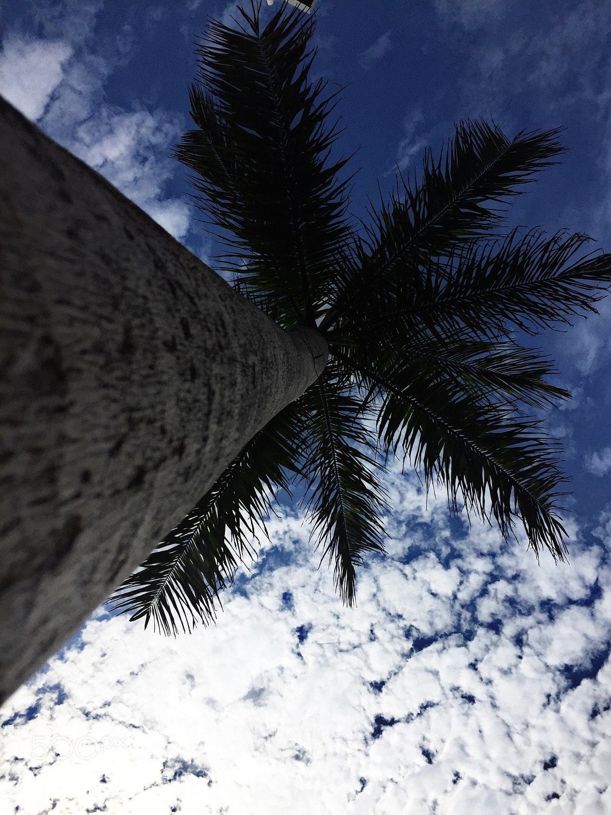 Apple iPhone 6 sample photo. Mirada de rata 2/2 photography
