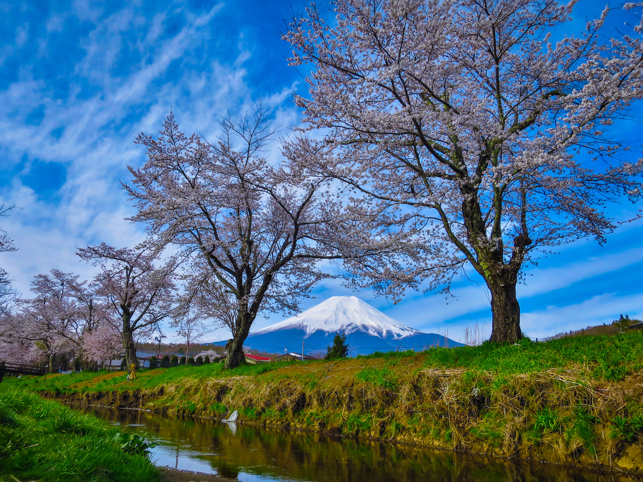 Canon PowerShot S120 sample photo. Cherry blossoms in full bloom and mt. fuji photography