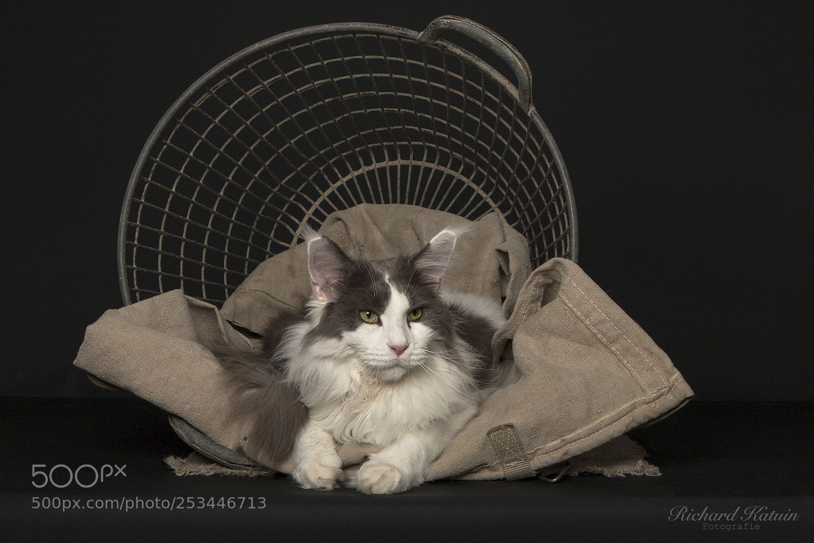 Canon EOS 70D sample photo. Flynn in basket photography