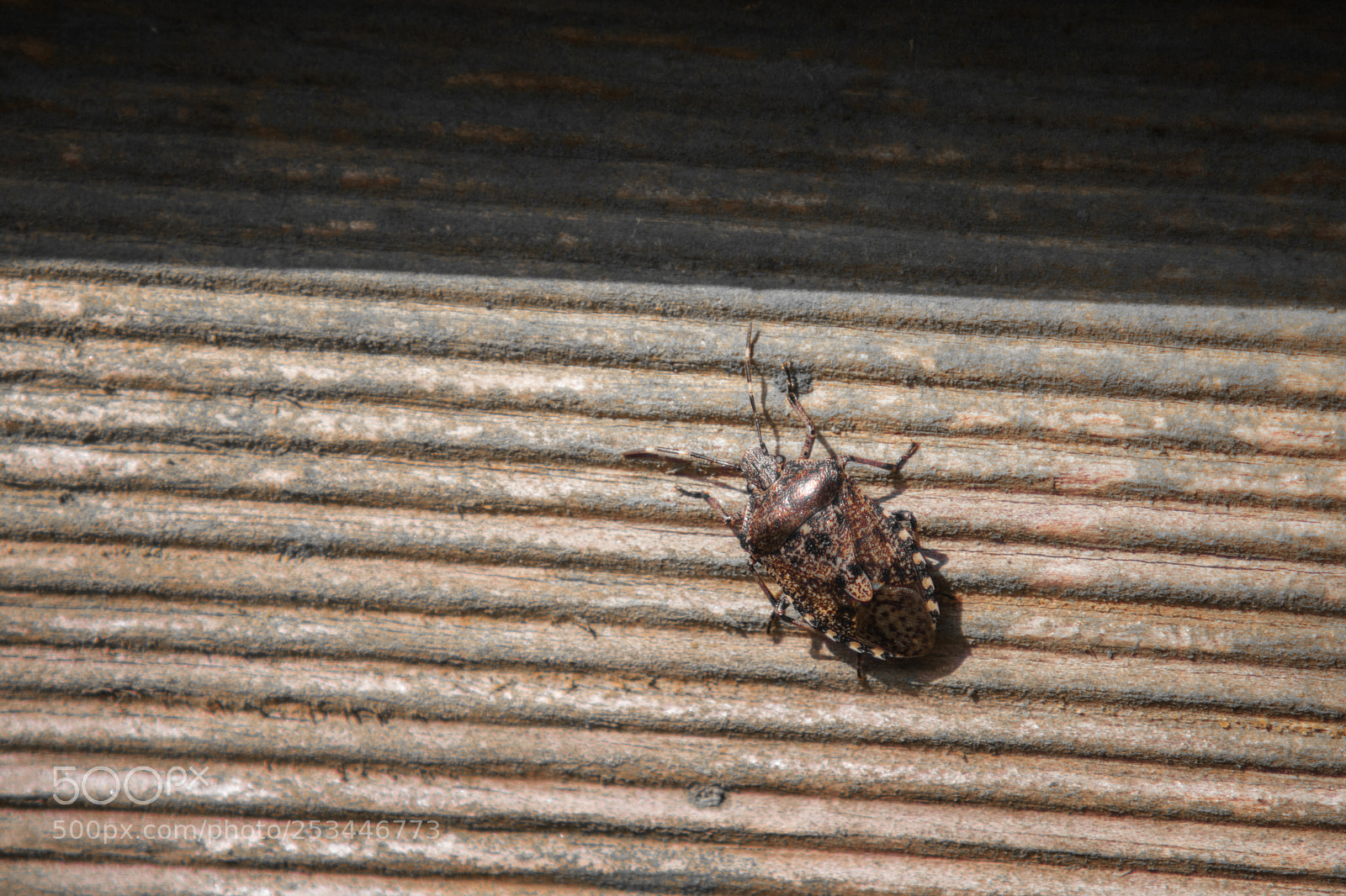Canon EOS 750D (EOS Rebel T6i / EOS Kiss X8i) sample photo. Disguise photography