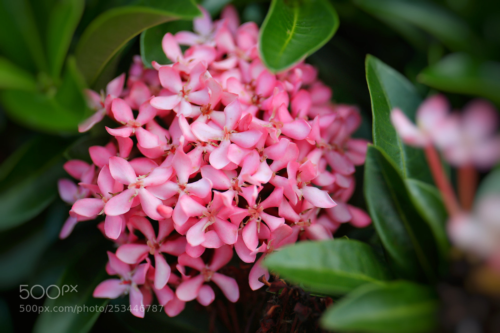 Canon EOS 5D Mark IV sample photo. Flower 29 photography