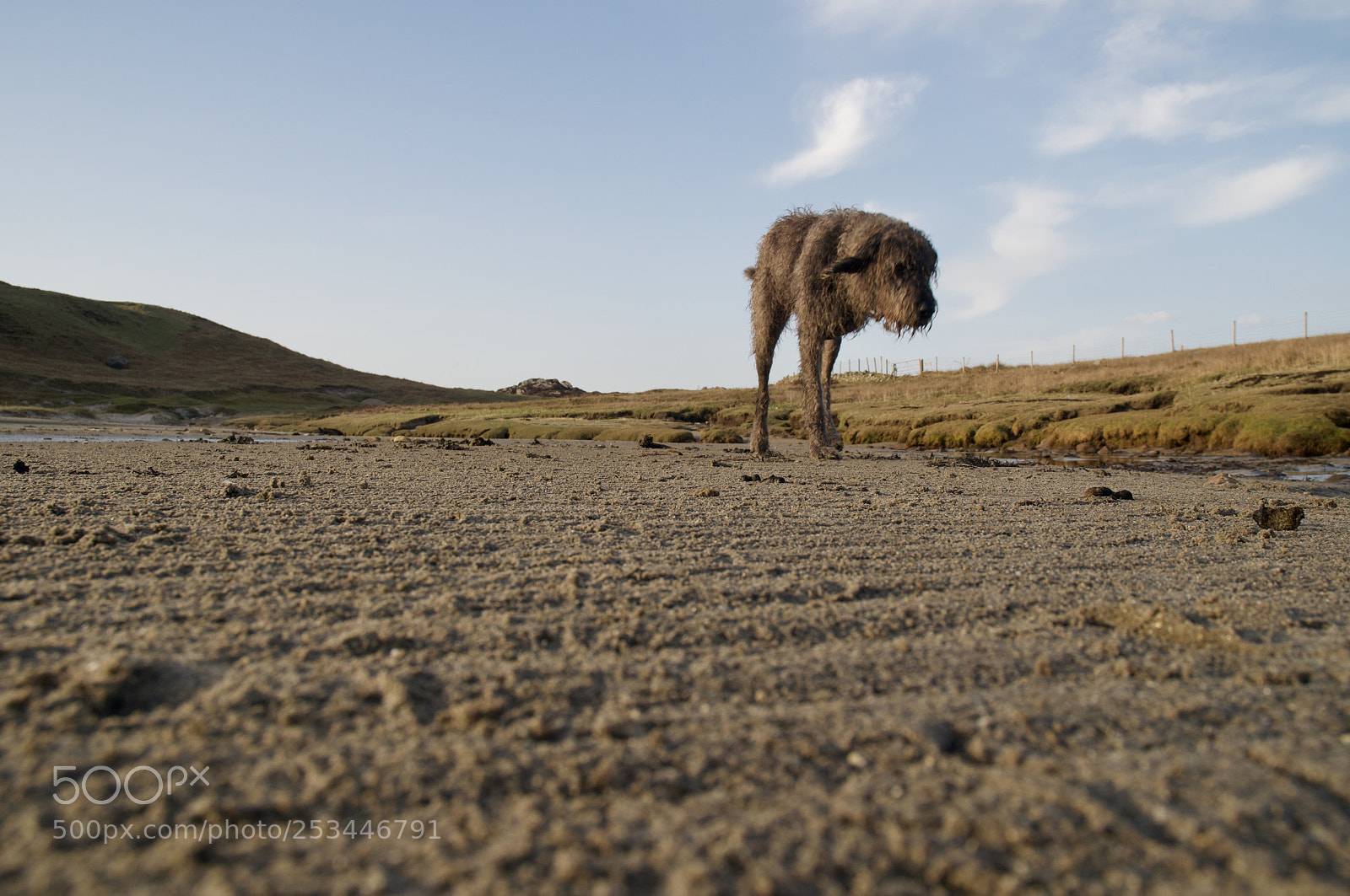 Nikon D5000 sample photo. Tripaw on the beach photography