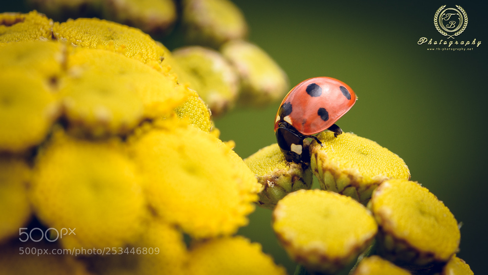 Nikon D7200 sample photo. Marienenkäfer beim naschen photography