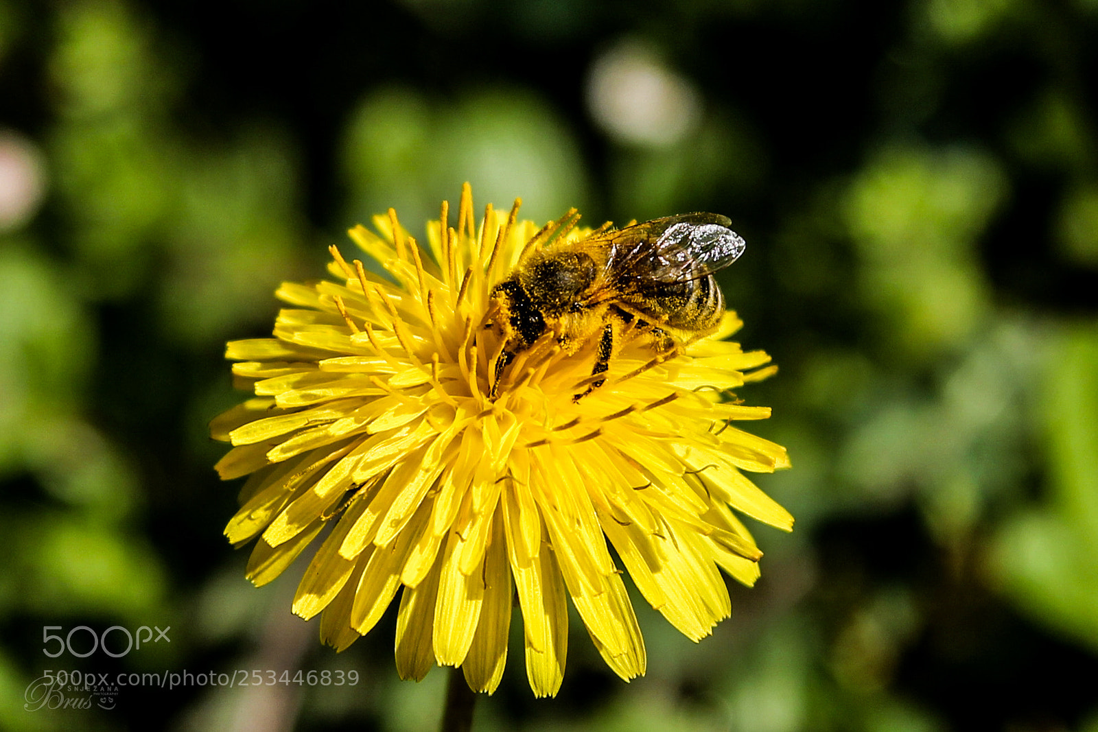Canon EOS 550D (EOS Rebel T2i / EOS Kiss X4) sample photo. Busy bee <3 photography