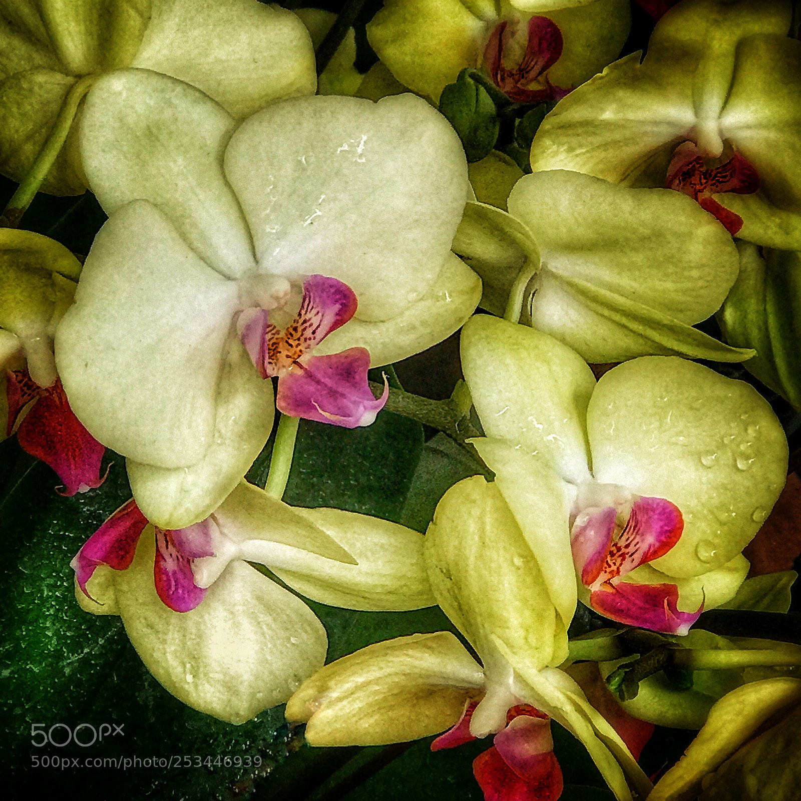 Apple iPhone 7 Plus sample photo. Orchids, ny botanical garden photography