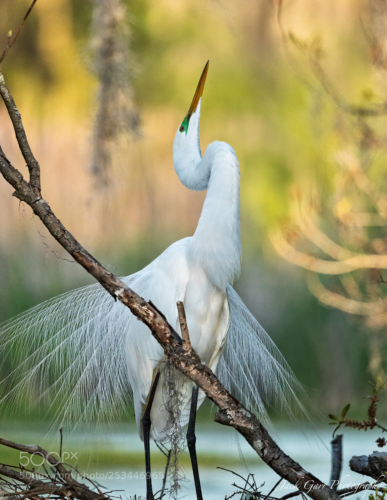 Canon EOS-1D X Mark II sample photo. Great white egret at photography