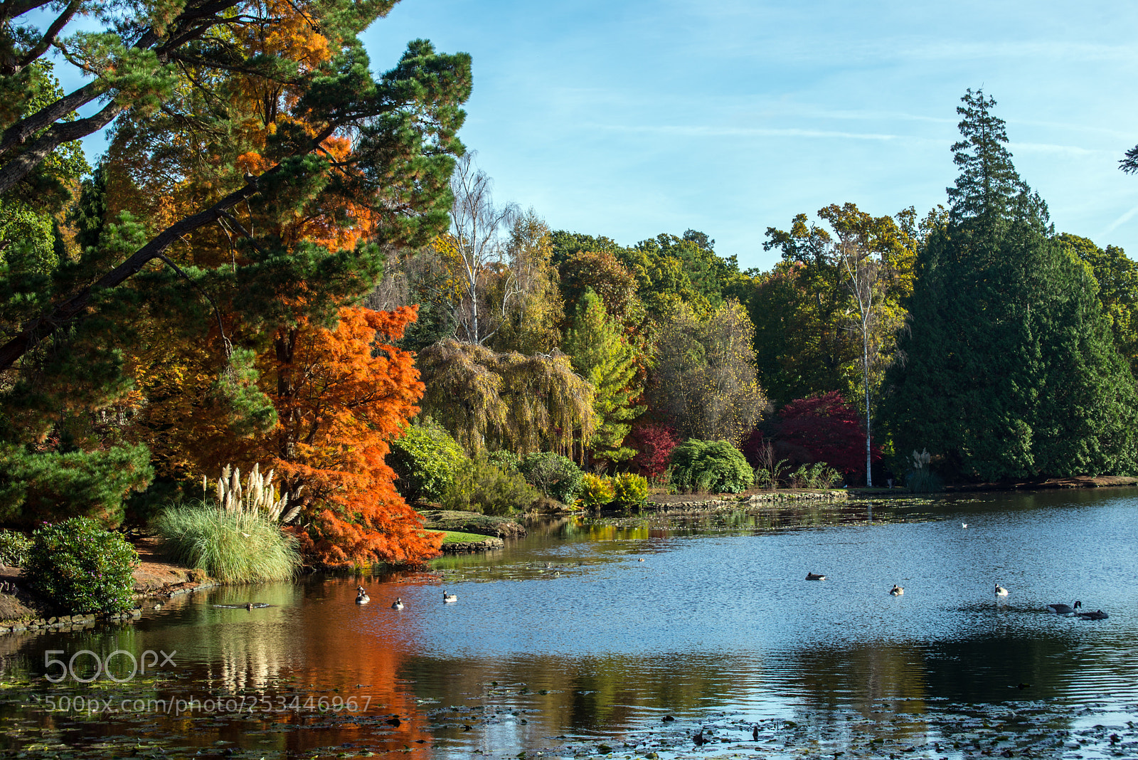 Nikon D610 sample photo. Shades of autumn photography