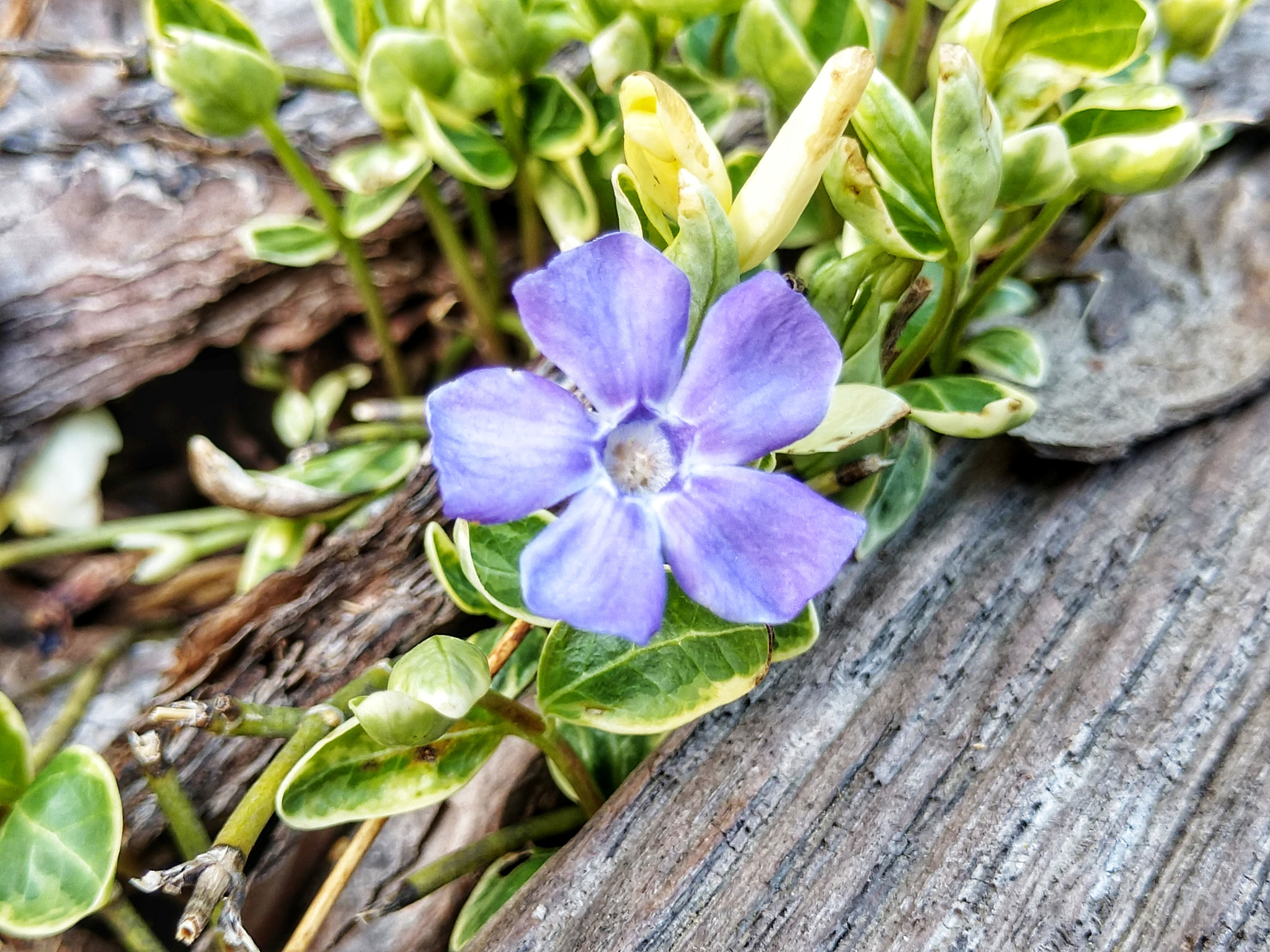 Motorola Moto Z (2) sample photo. Vinca minor photography