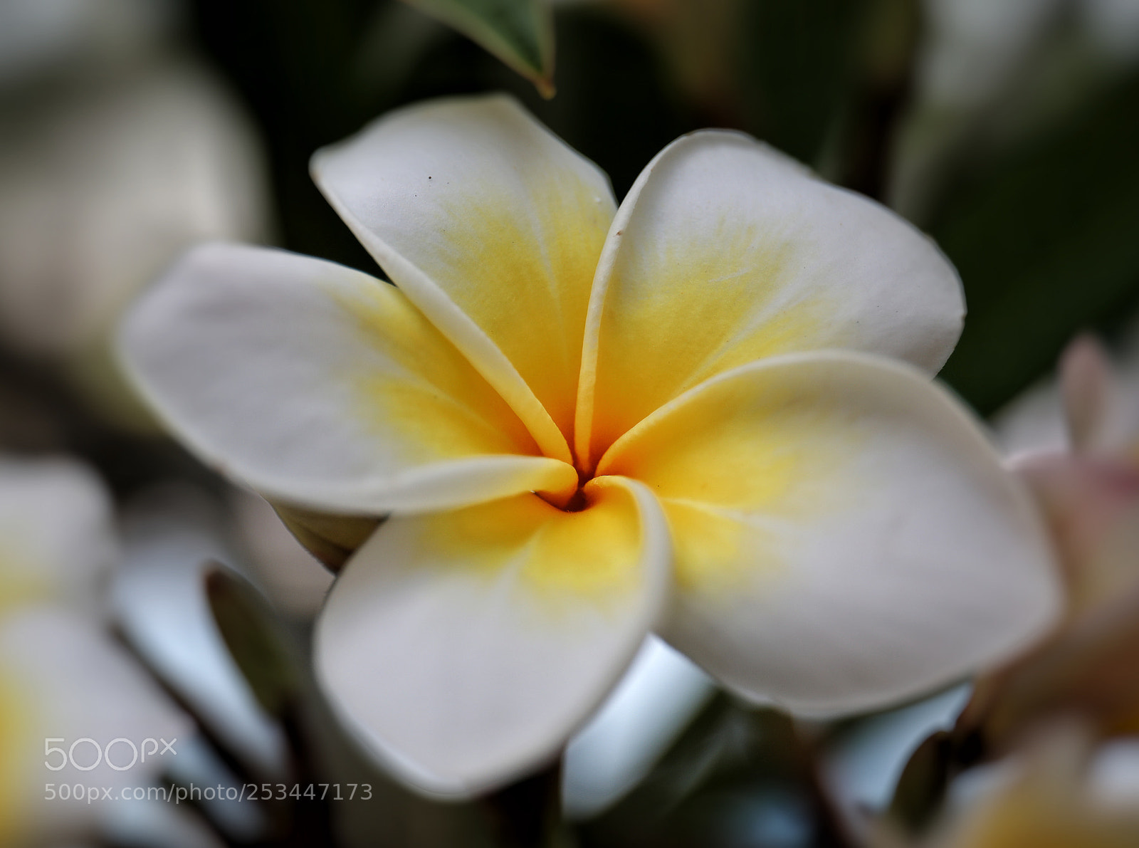 Canon EOS 5D Mark IV sample photo. Flower 21 photography