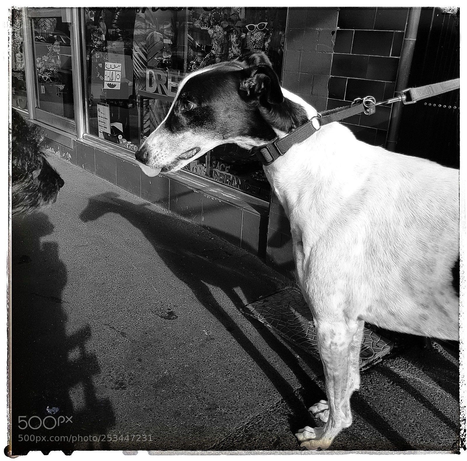 Samsung Galaxy S8 sample photo. Dogs of prahran photography