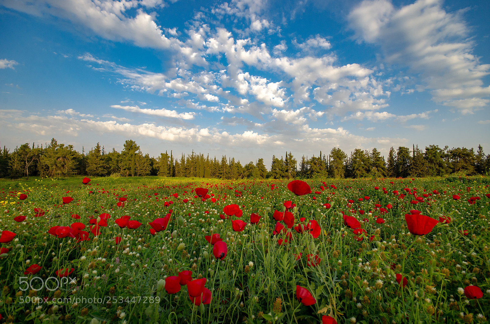 Nikon D7000 sample photo. Blooming season photography