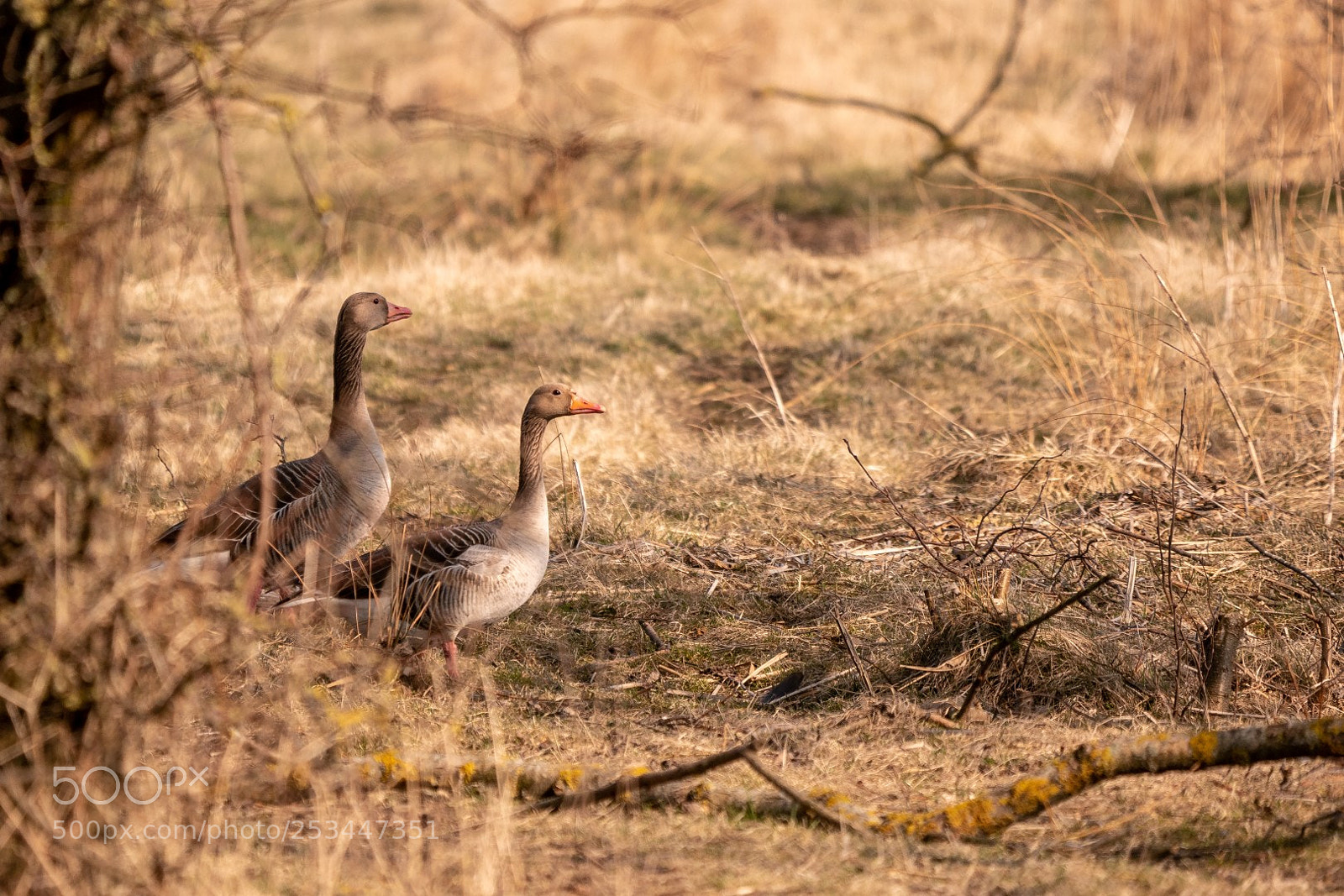 Panasonic Lumix DMC-GX85 (Lumix DMC-GX80 / Lumix DMC-GX7 Mark II) sample photo. Is it safe to photography