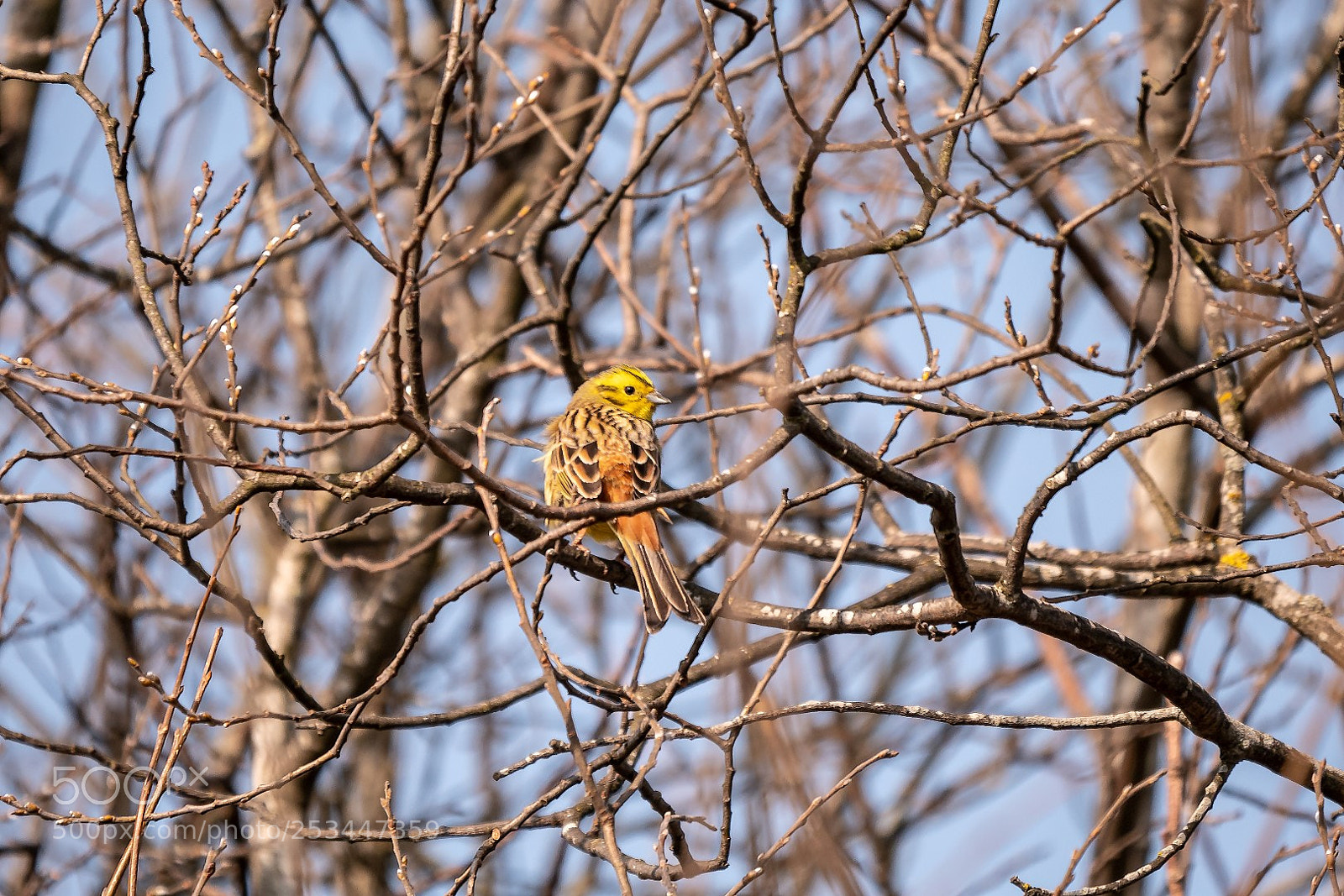 Panasonic Lumix DMC-GX85 (Lumix DMC-GX80 / Lumix DMC-GX7 Mark II) sample photo. Emberiza citrinella photography
