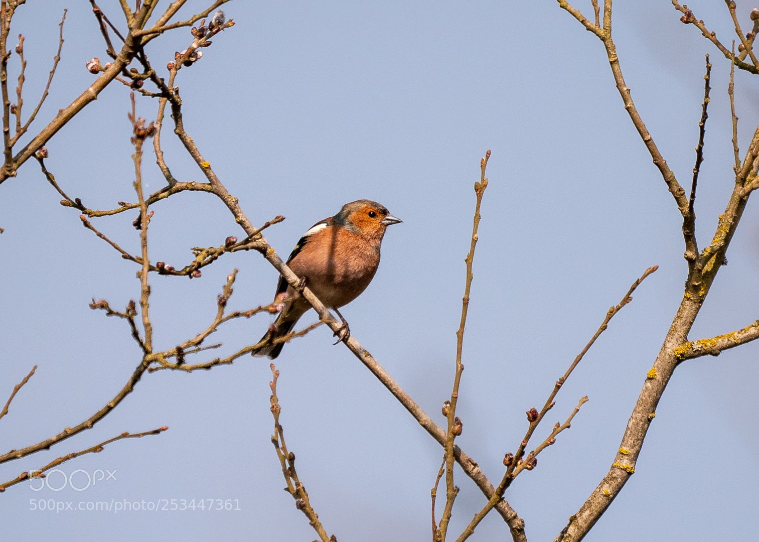 Panasonic Lumix DMC-GX85 (Lumix DMC-GX80 / Lumix DMC-GX7 Mark II) sample photo. Fringilla coelebs photography