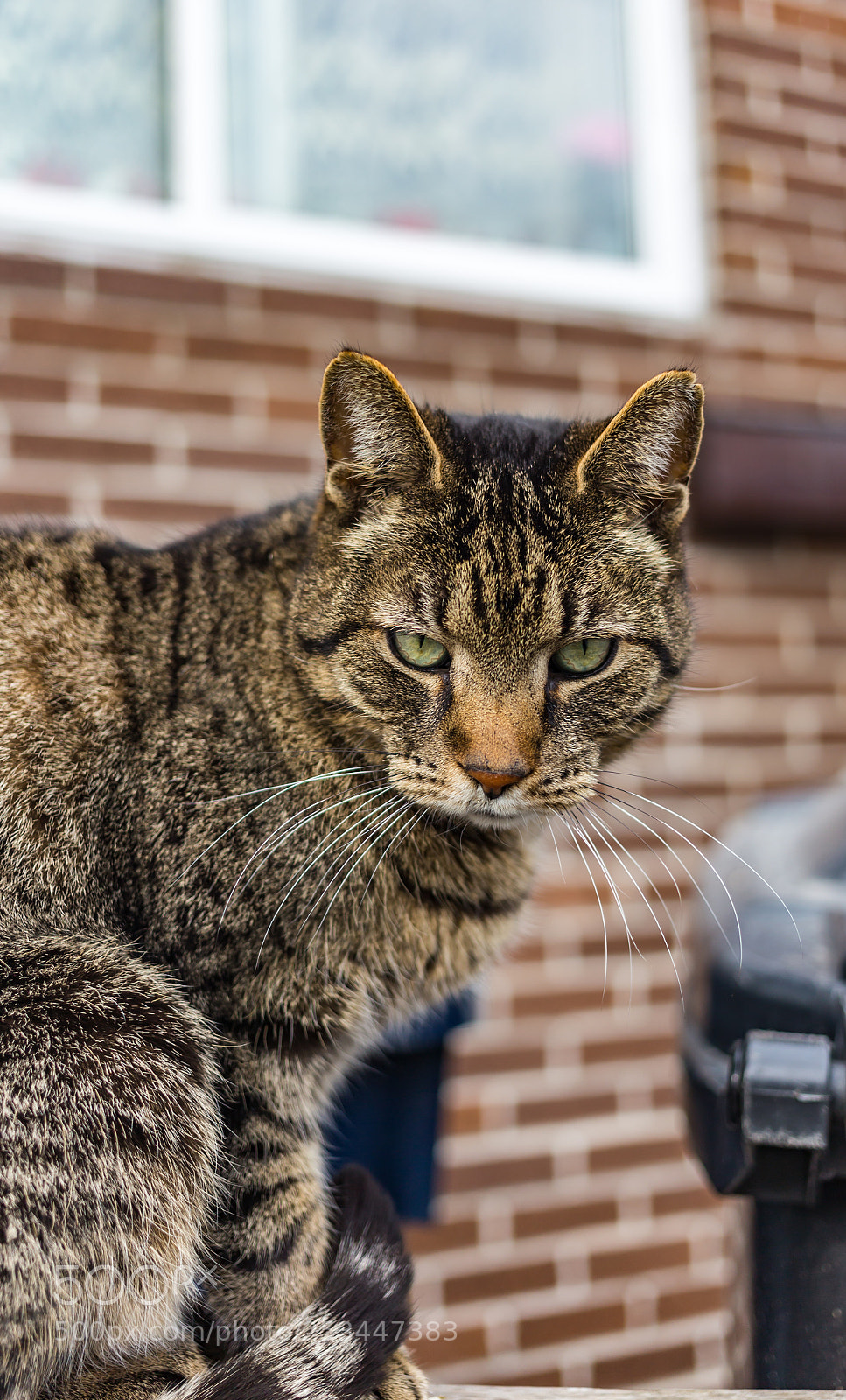 Canon EOS 6D sample photo. Grumpy cat photography