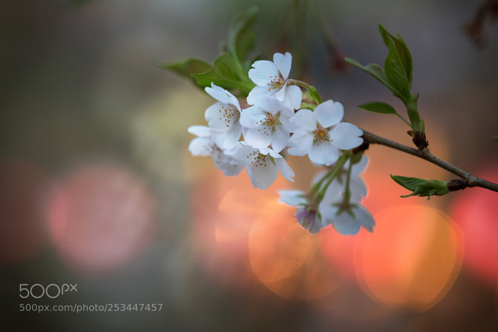 Canon EOS 80D sample photo. Spring_3828 photography