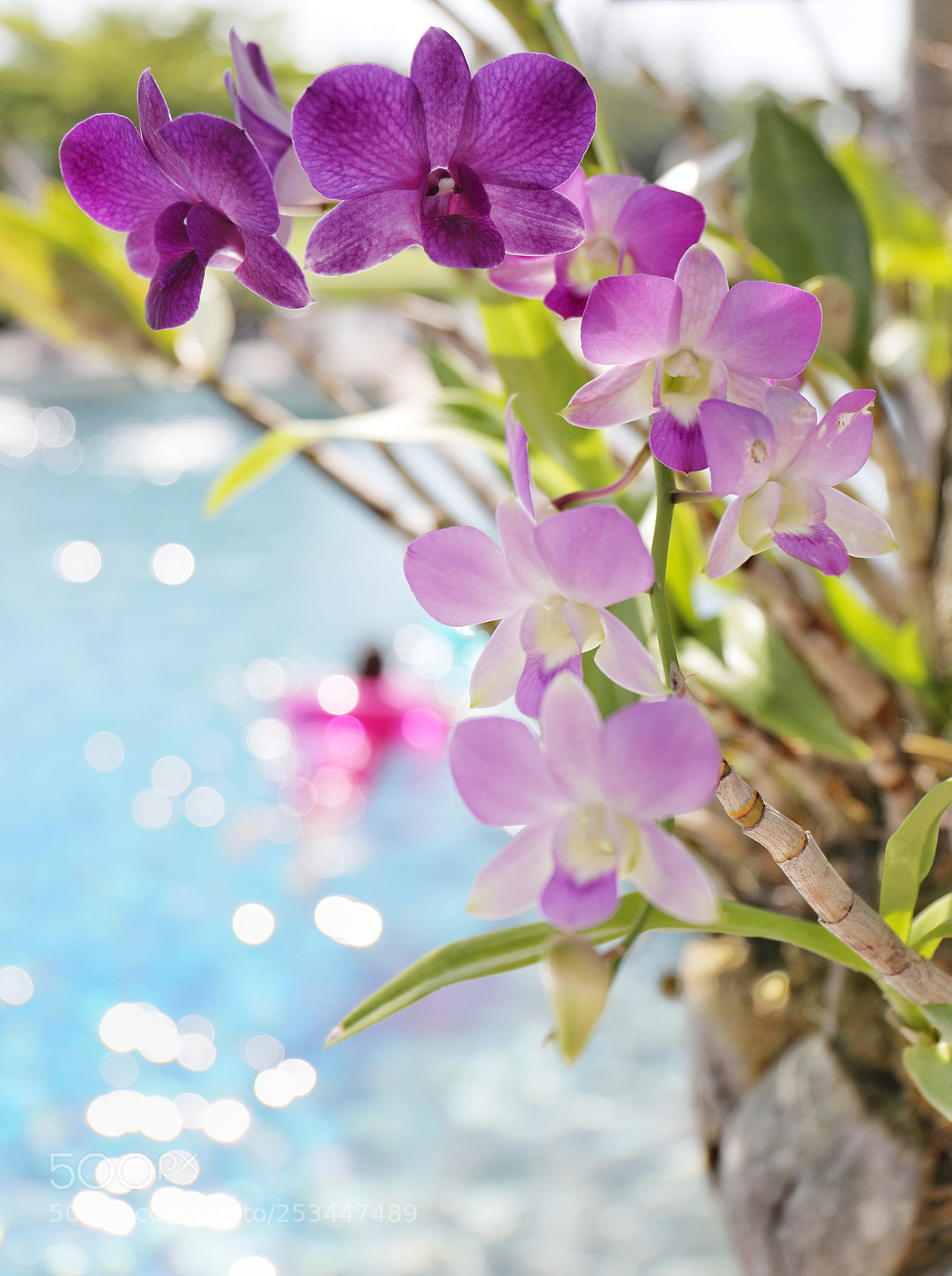 Canon EOS 5D Mark IV sample photo. Flower 22 photography
