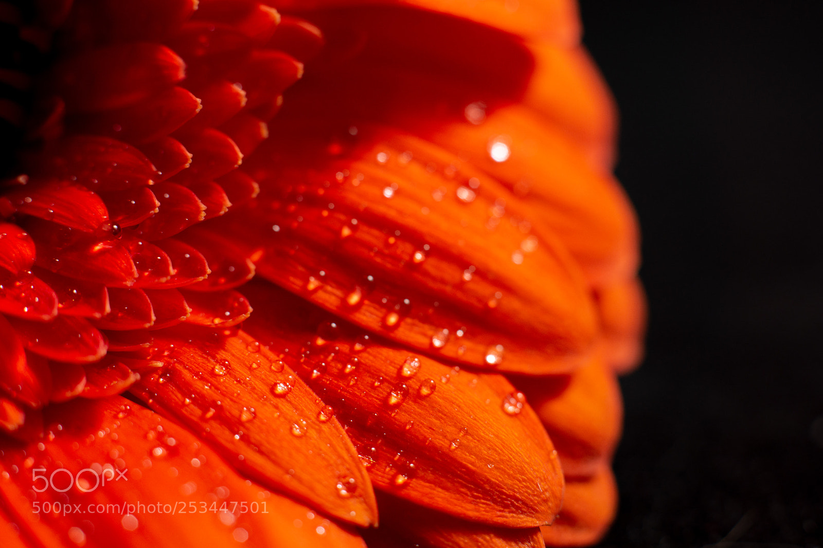 Nikon D7100 sample photo. Wet orange gerber daisy photography