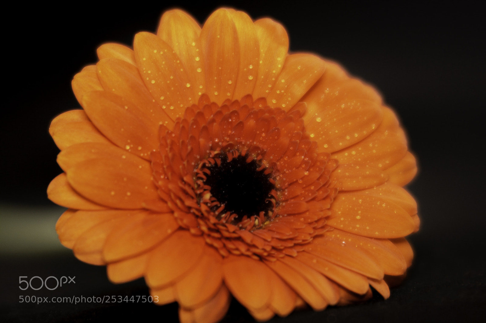 Nikon D7100 sample photo. Orange gerber daisy closeup photography