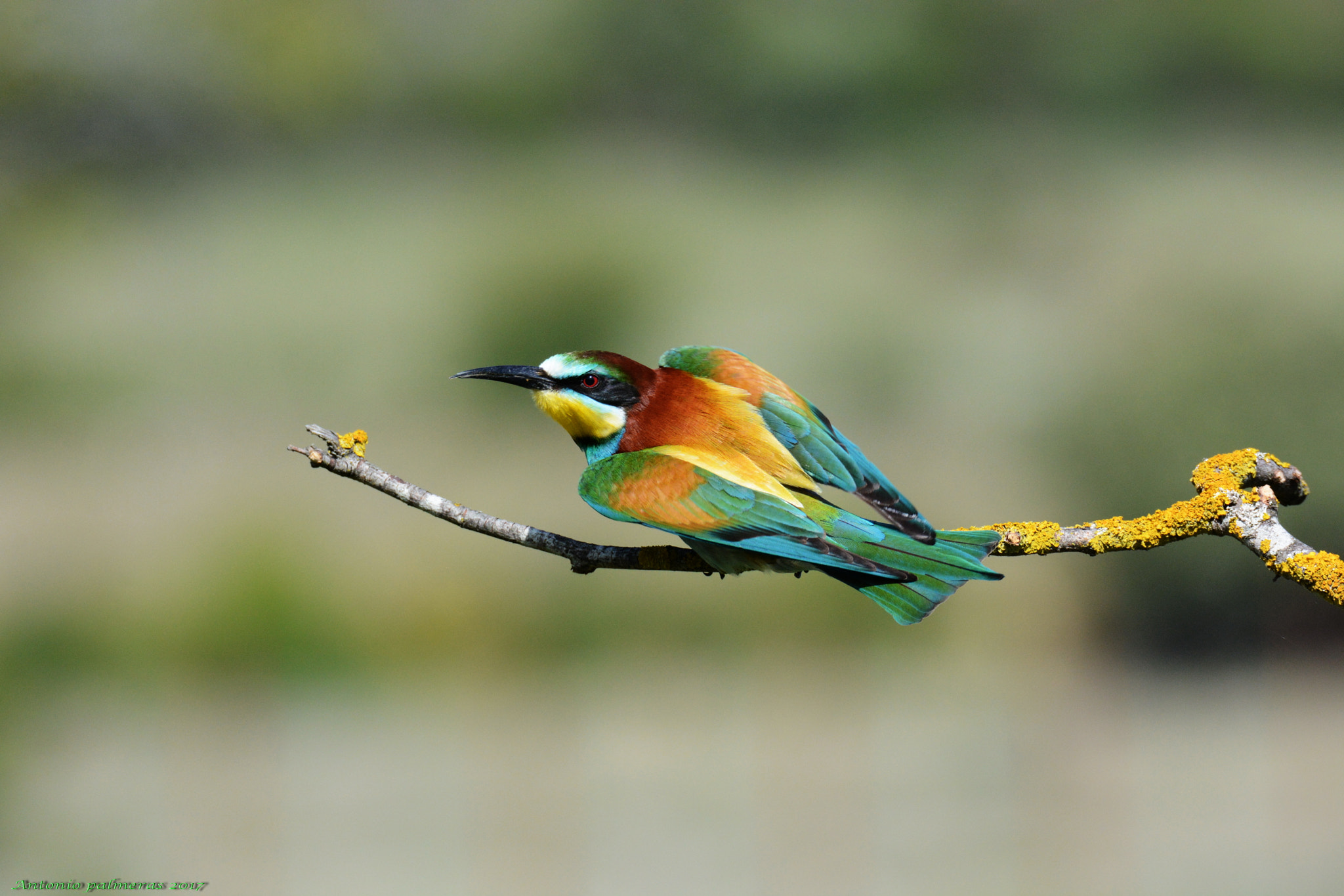 Sigma 150-600mm F5-6.3 DG OS HSM | S sample photo. Abejaruco europeo (merops apiaster) photography
