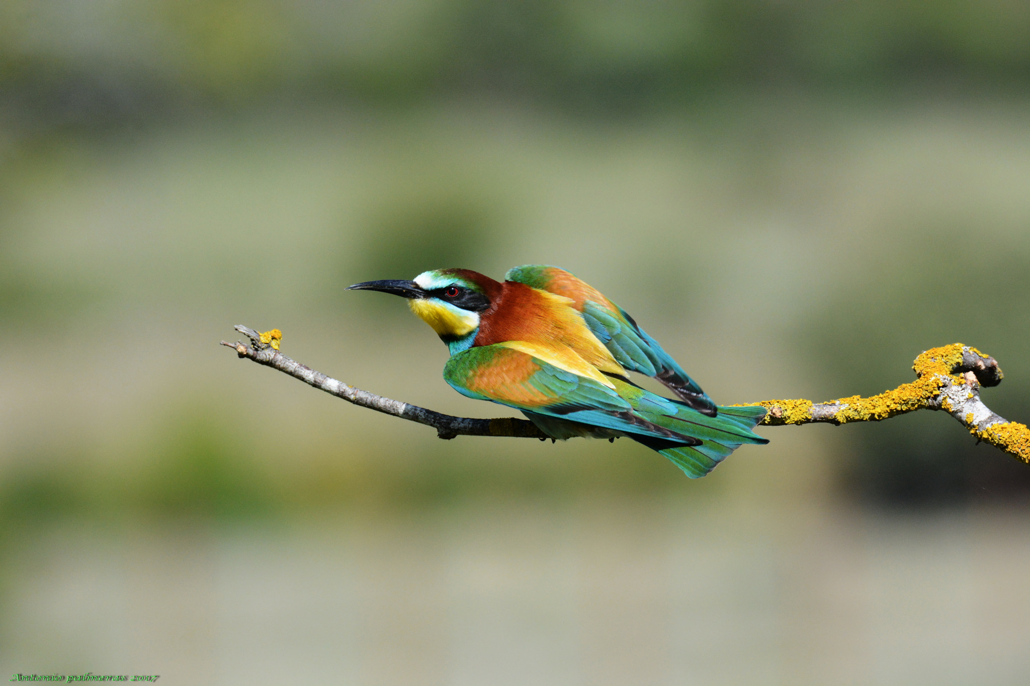 Nikon D7100 sample photo. Abejaruco europeo (merops apiaster) photography