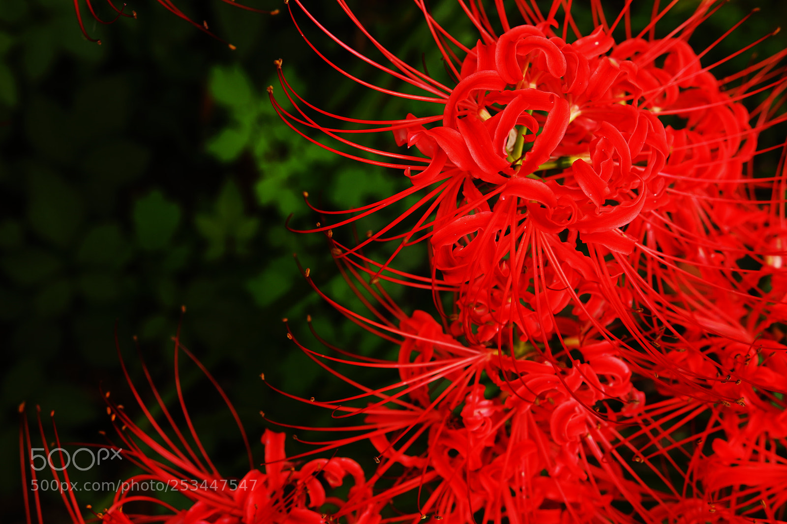 Canon EOS 70D sample photo. Red spider lily 01 photography