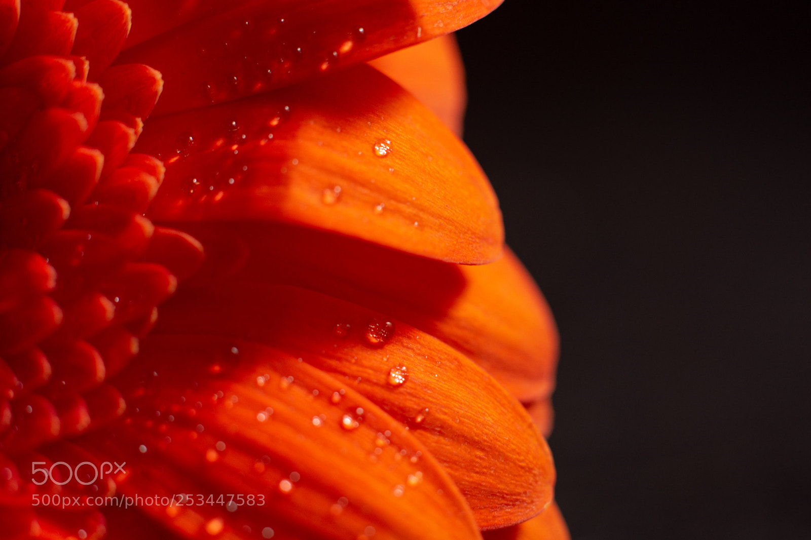 Nikon D7100 sample photo. Wet orange gerber daisy photography