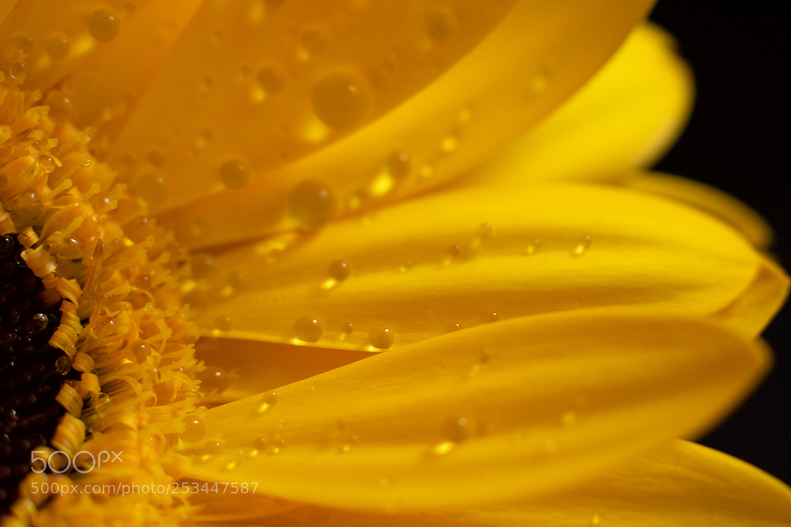 Nikon D7100 sample photo. Yellow gerber daisy petals photography